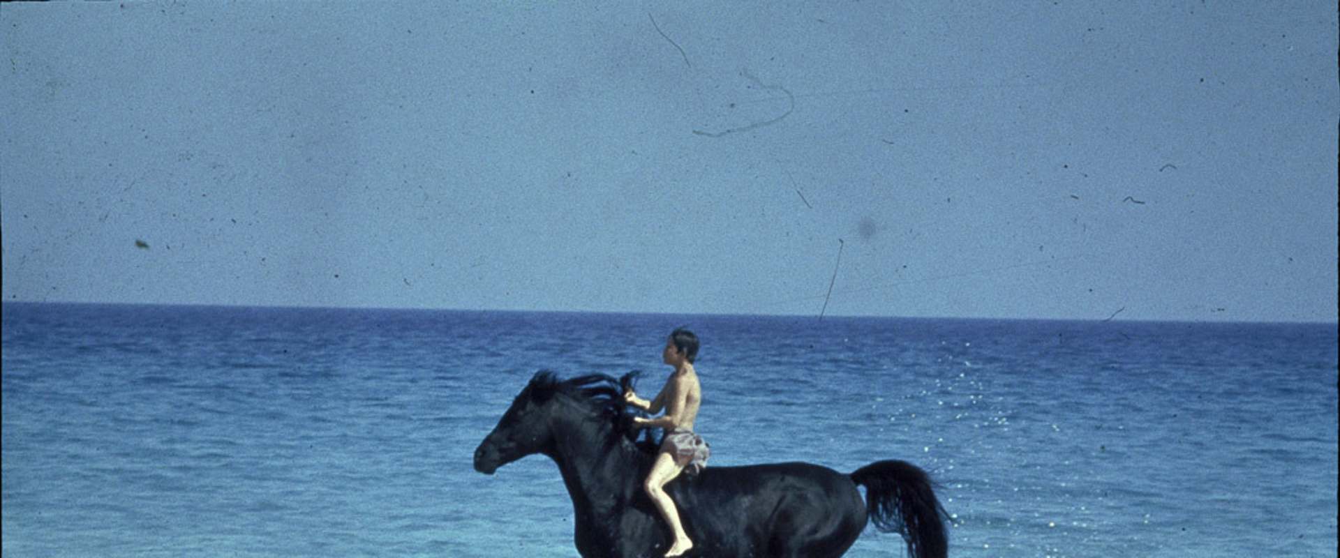 The Black Stallion background 1