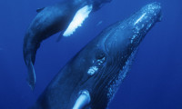 Dolphins and Whales 3D: Tribes of the Ocean Movie Still 8