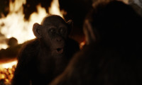 War for the Planet of the Apes Movie Still 7