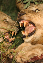 Brothers in Blood: The Lions of Sabi Sand