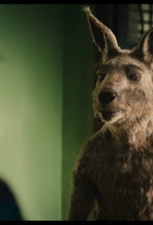 The Kangaroo Chronicles