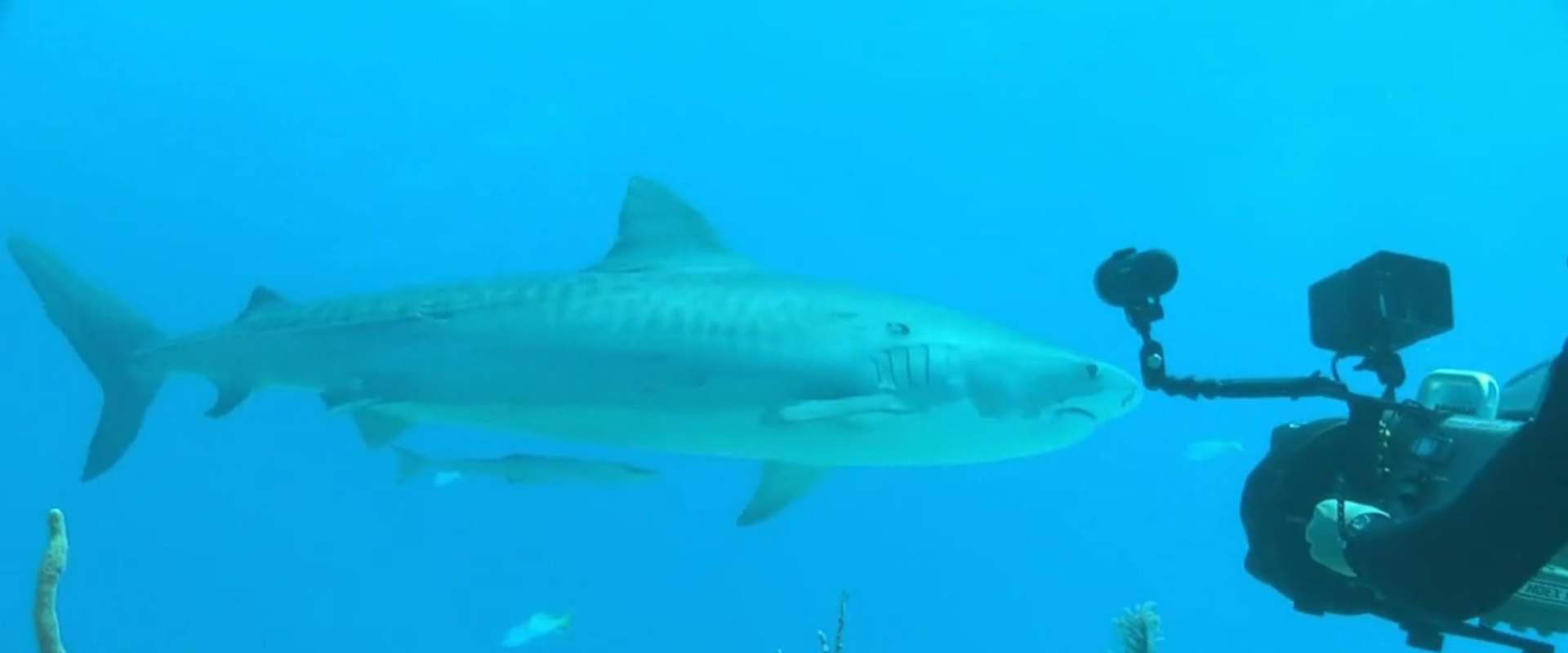 Sharks (in 3D) background 1