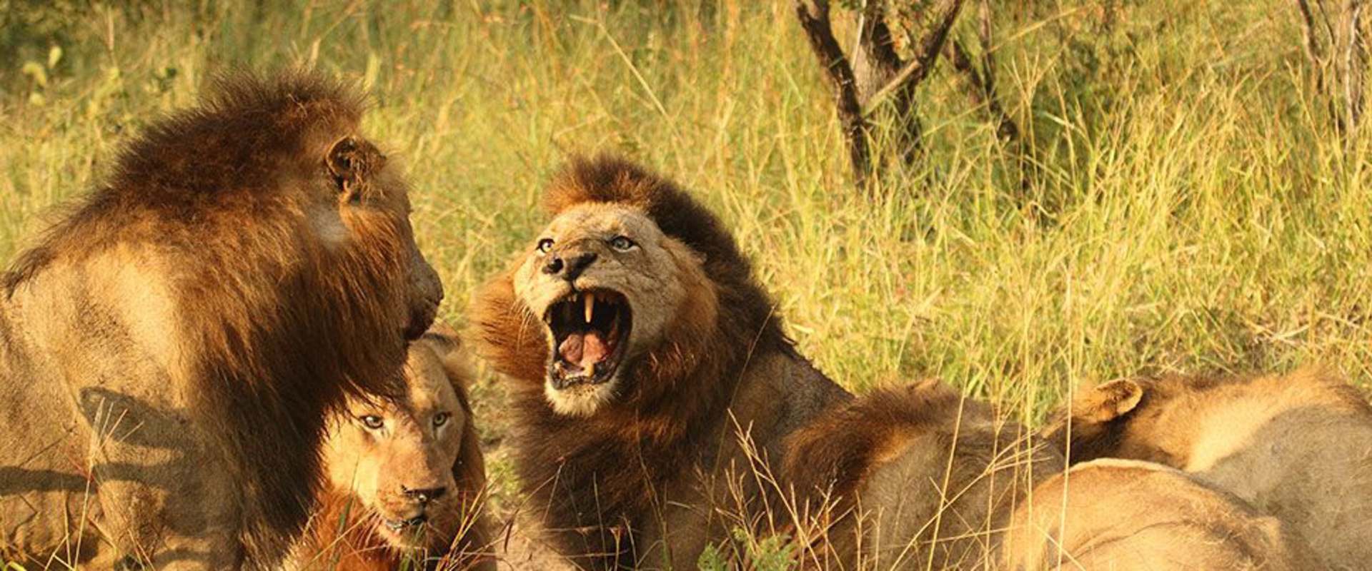 Brothers in Blood: The Lions of Sabi Sand background 2