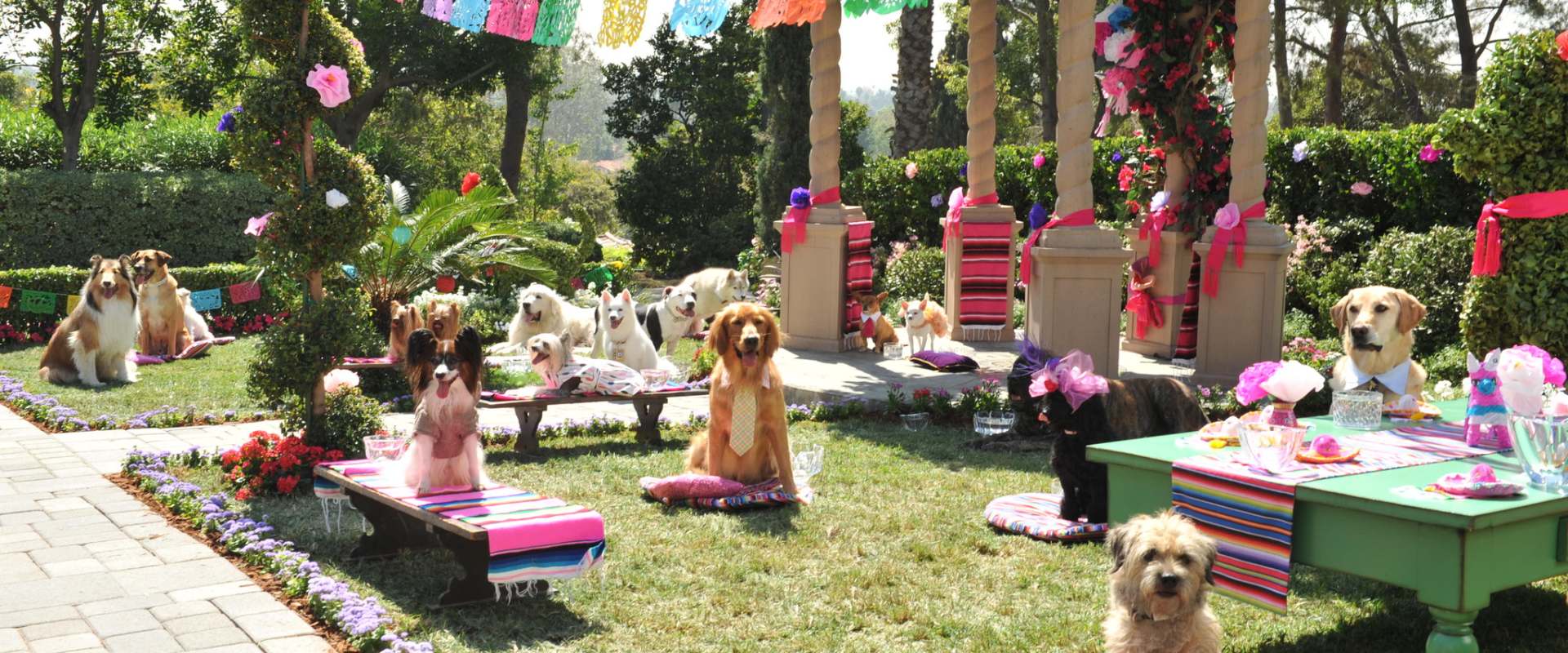 Beverly Hills Chihuahua 3 - Viva La Fiesta! background 1