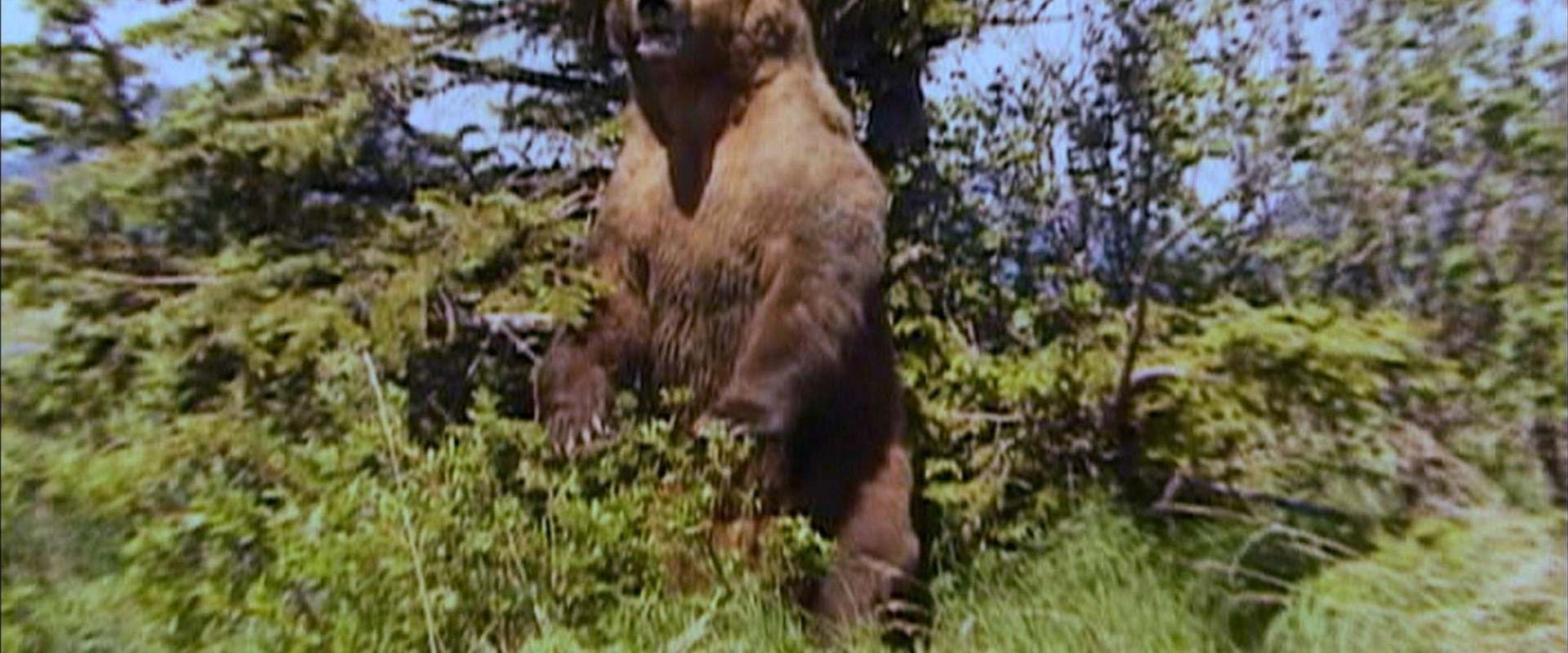 Grizzly Man background 2