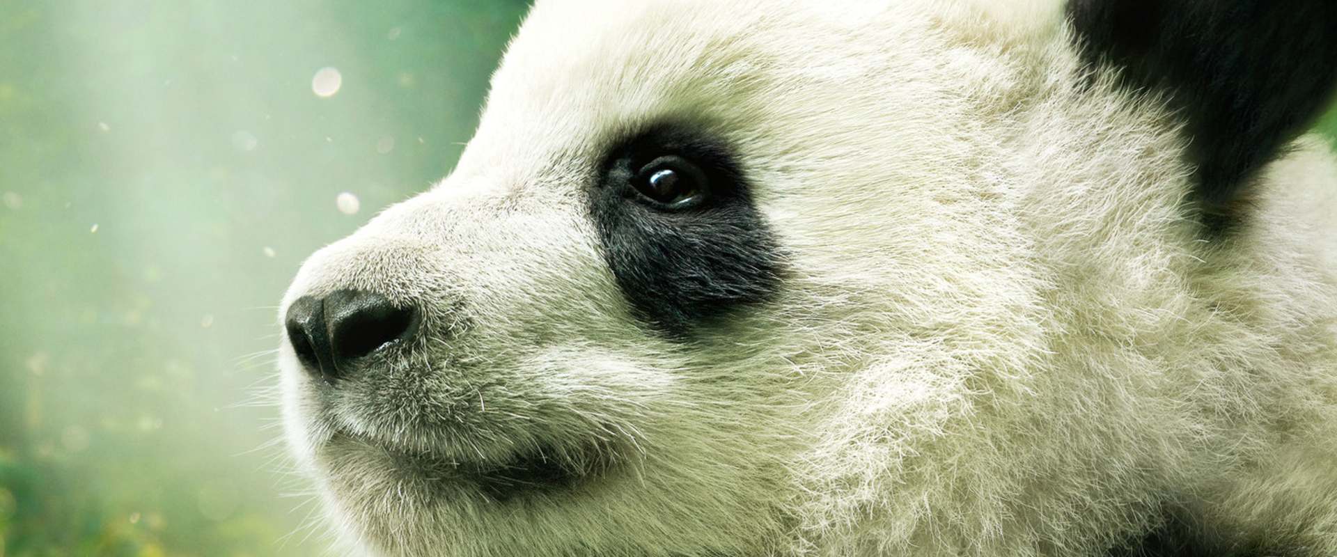 Pandas background 2
