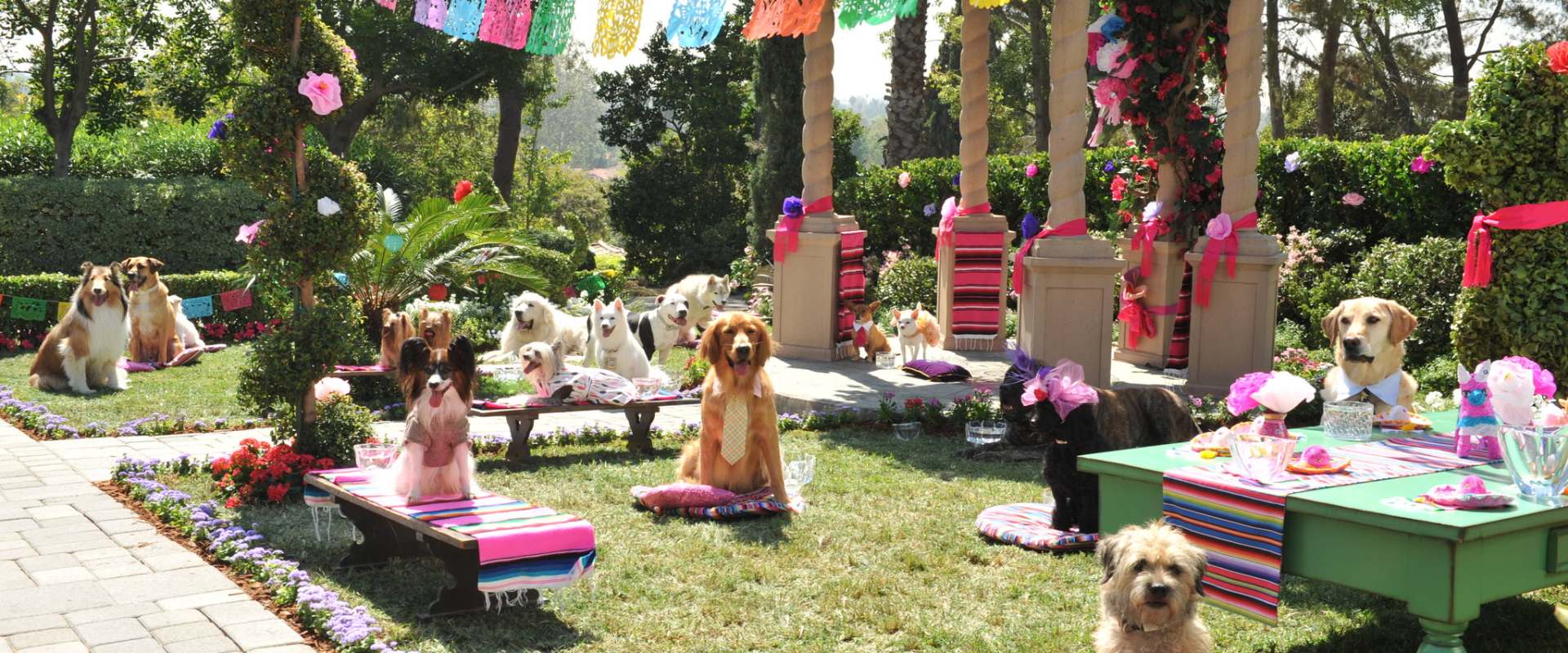 Beverly Hills Chihuahua 3 - Viva La Fiesta! background 2