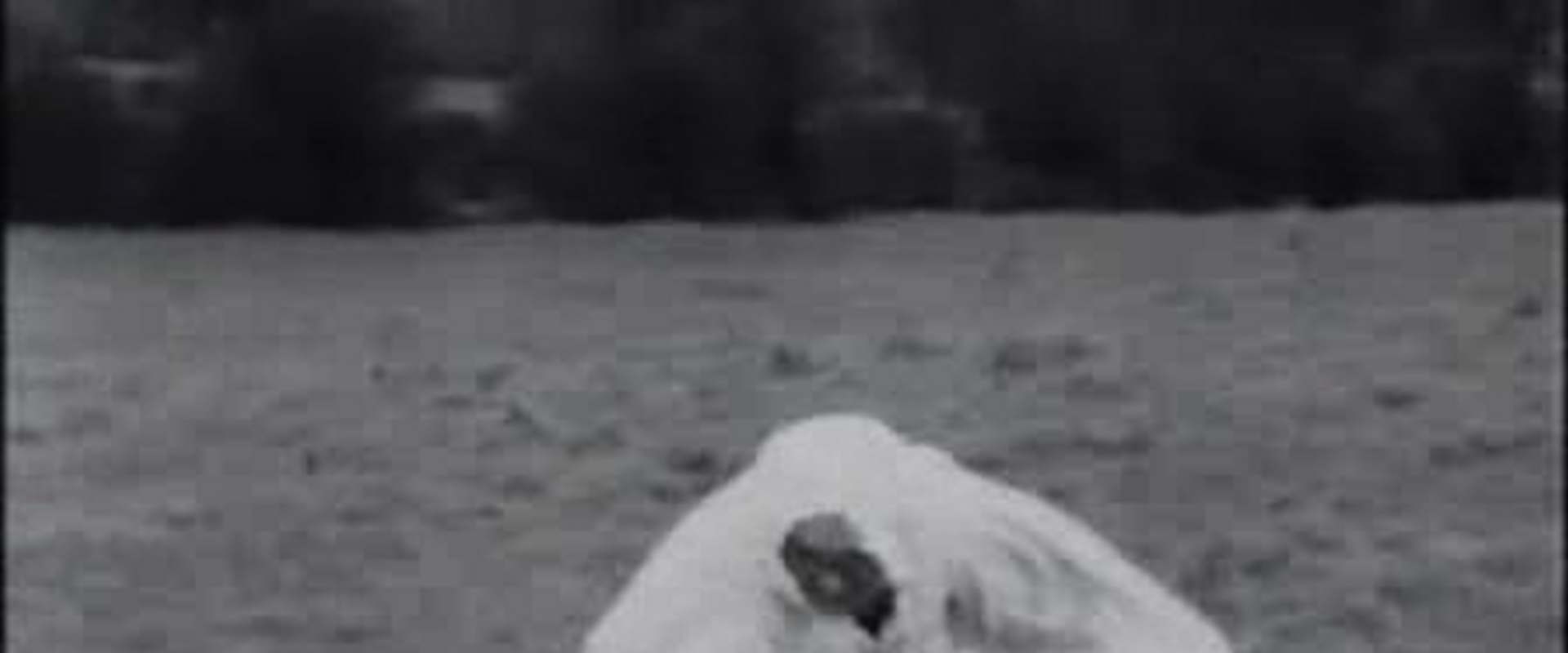 The Running Jumping & Standing Still Film background 1
