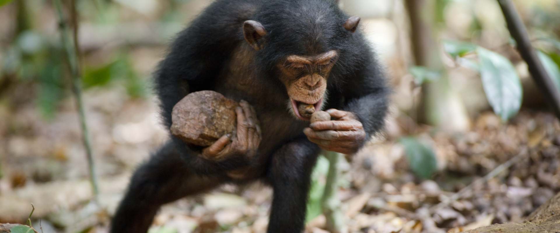 Chimpanzee background 2