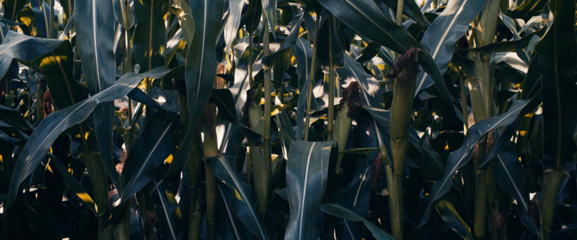 Corn background 1