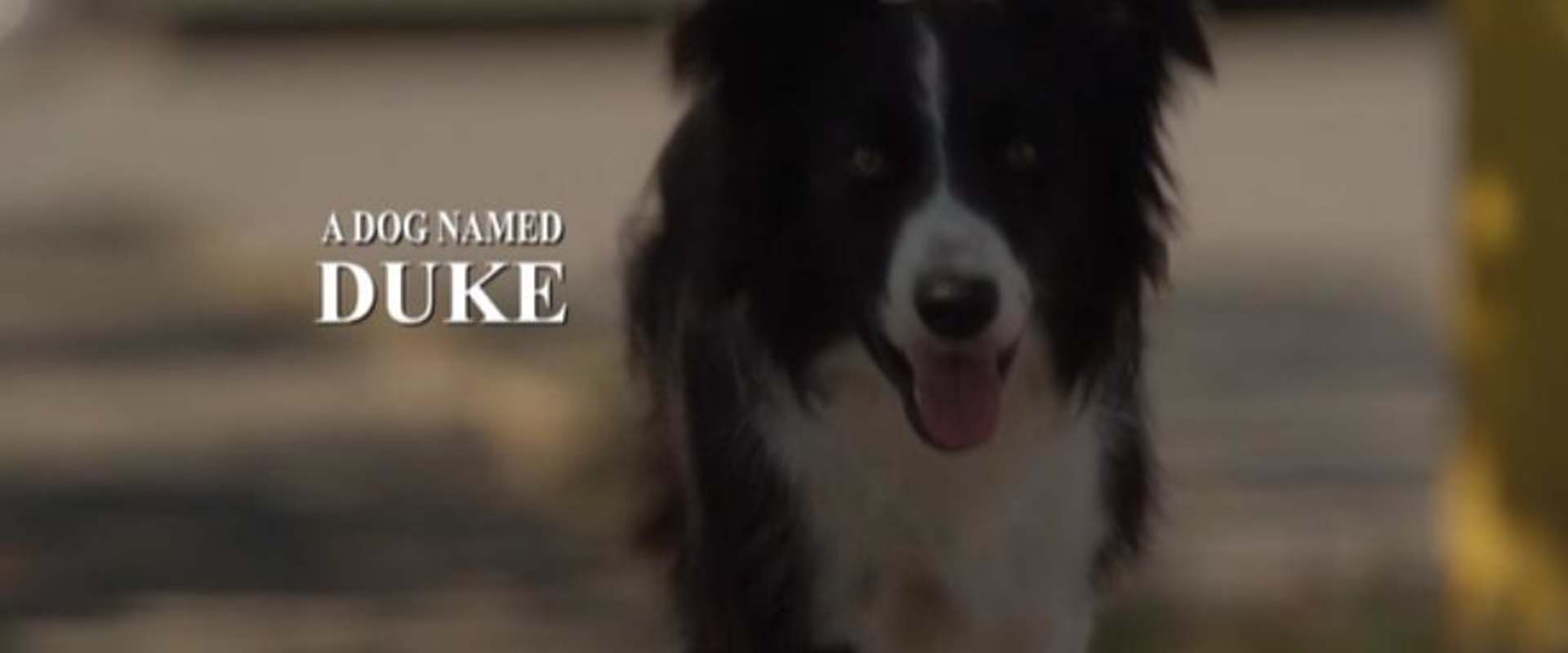 A Dog Named Duke background 2