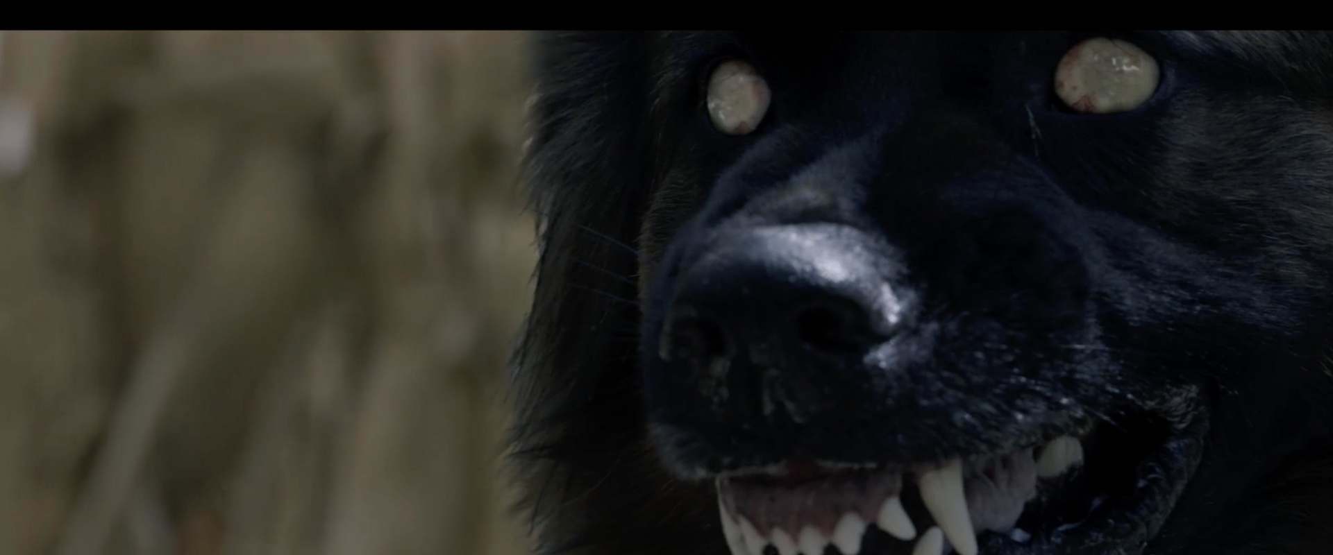 The Dogs background 2