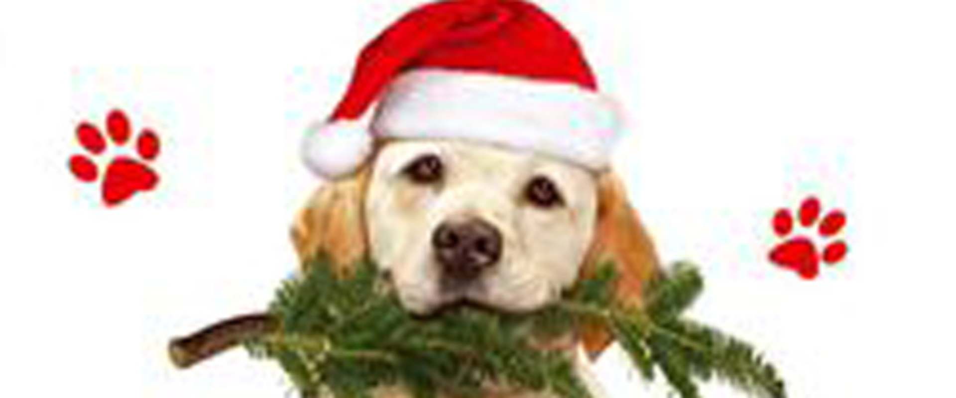The Dog Who Saved Christmas background 2