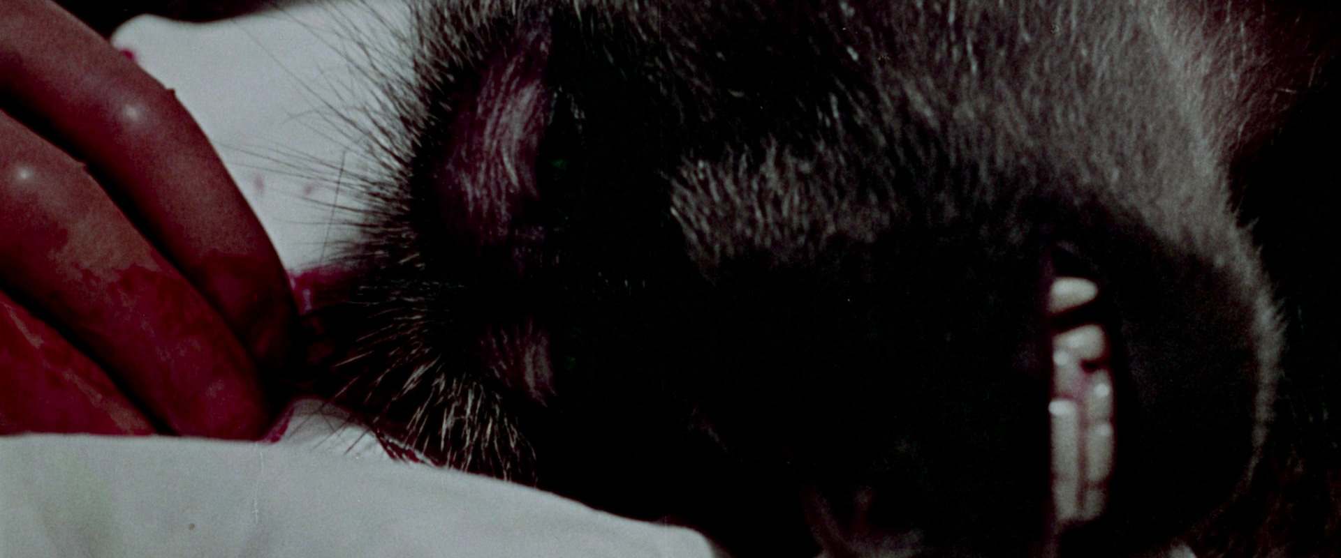 House of the Living Dead background 1