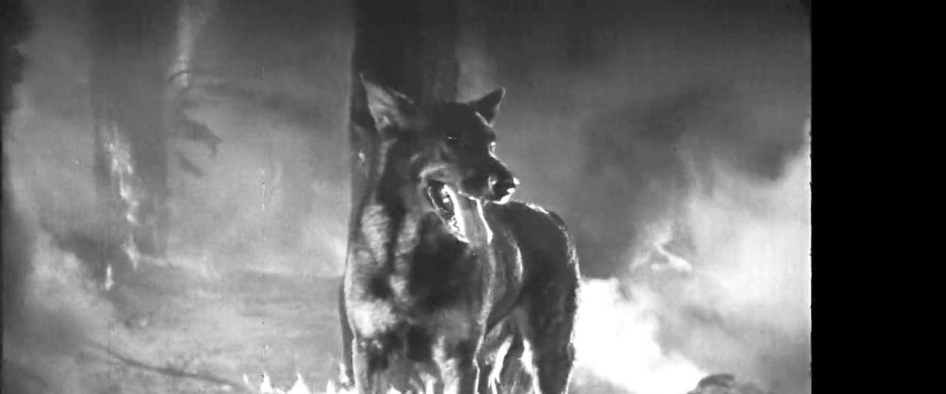 Clash of the Wolves background 1
