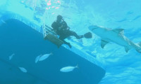 Sharks (in 3D) Movie Still 5