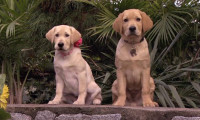 Marley & Me: The Puppy Years Movie Still 2