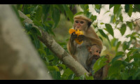 Monkey Kingdom Movie Still 2