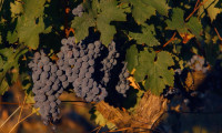 Terroir To Table: Wine Lovers' Guide to Food and Wine Movie Still 6