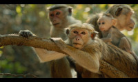 Monkey Kingdom Movie Still 4