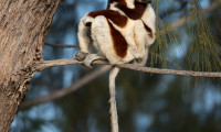 Island of Lemurs: Madagascar Movie Still 8