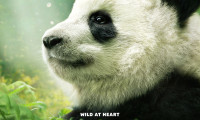 Pandas Movie Still 3