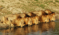 Brothers in Blood: The Lions of Sabi Sand Movie Still 8