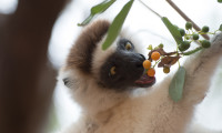 Island of Lemurs: Madagascar Movie Still 2