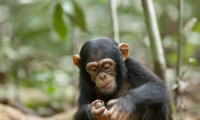 Chimpanzee Movie Still 2