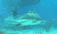 Sharks (in 3D) Movie Still 3