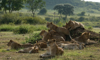 African Cats Movie Still 8