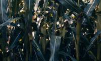 Corn Movie Still 2