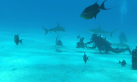 Sharks (in 3D) Movie Still 4
