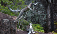 Island of Lemurs: Madagascar Movie Still 3