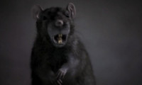 The Rats Movie Still 8