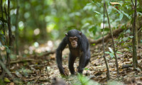 Chimpanzee Movie Still 4