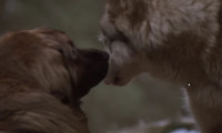 The Call of the Wild: Dog of the Yukon Movie Still 7