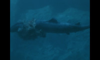 The Last Shark Movie Still 6