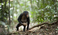 Chimpanzee Movie Still 6