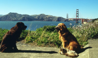Homeward Bound II: Lost in San Francisco Movie Still 1