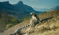 Island of Lemurs: Madagascar Movie Still 7