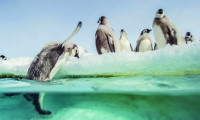March of the Penguins 2: The Next Step Movie Still 4