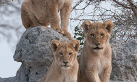 Brothers in Blood: The Lions of Sabi Sand Movie Still 2