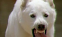 White Dog Movie Still 1