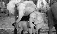 Whispers: An Elephant's Tale Movie Still 2
